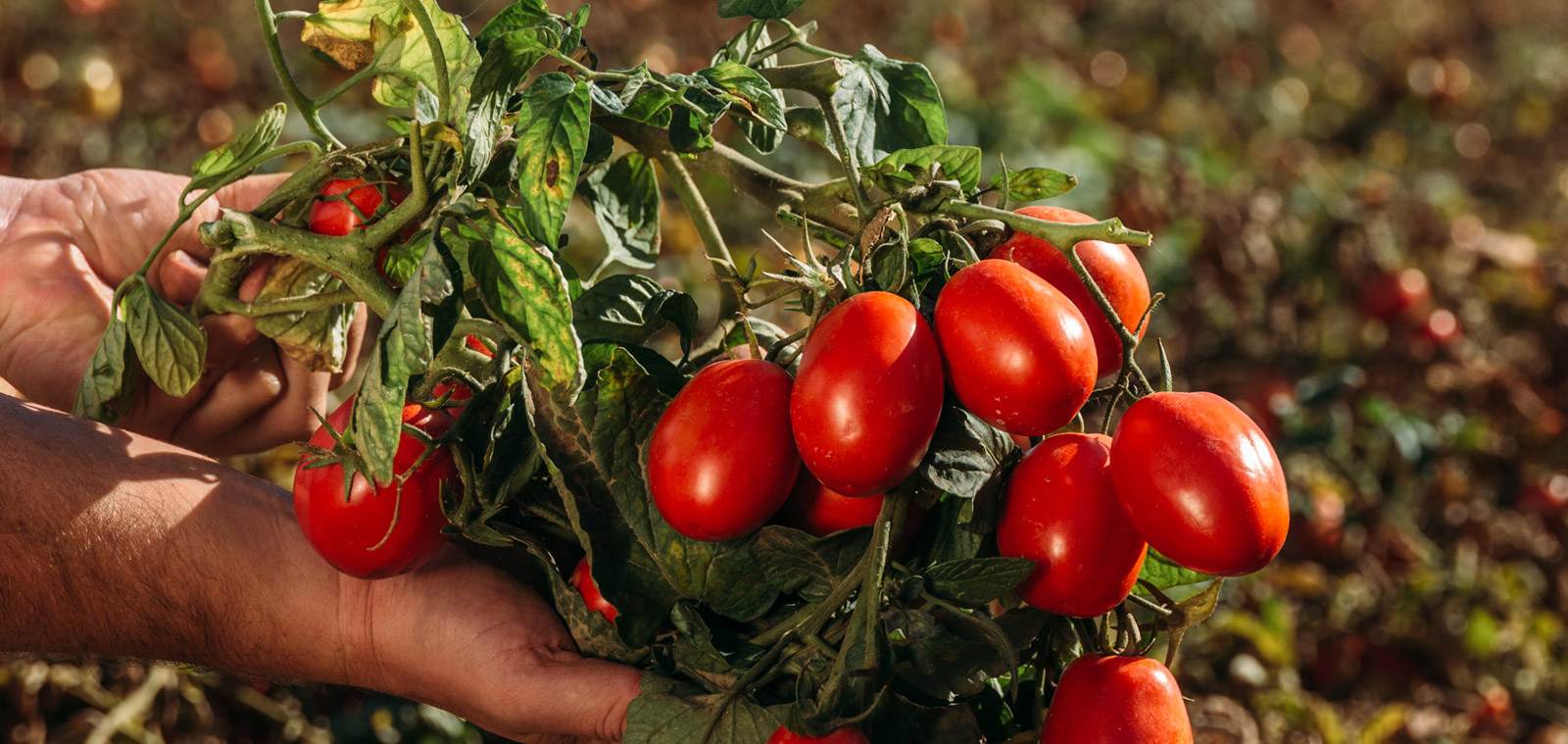 Consorzio Casalasco Del Pomodoro