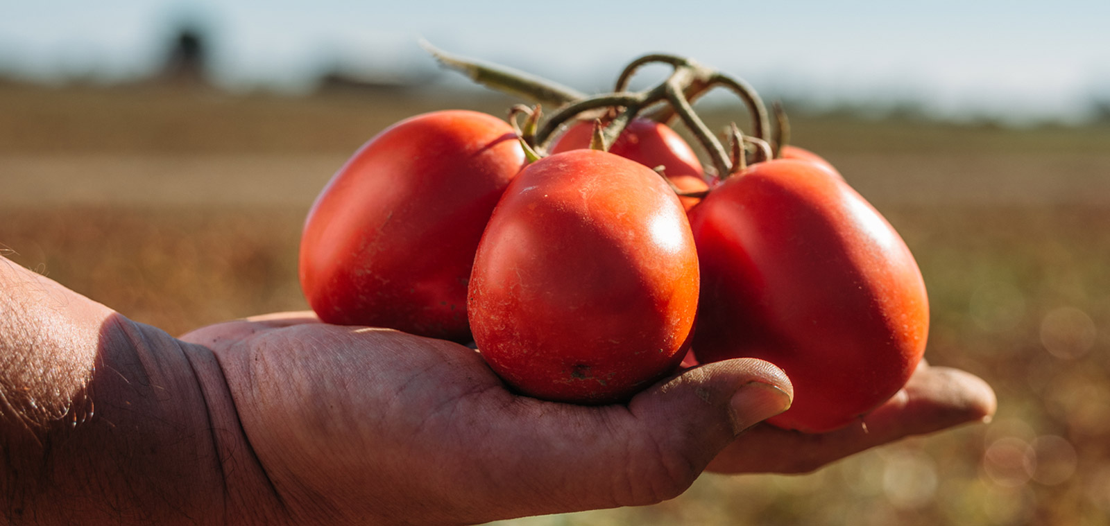 Consorzio Casalasco Del Pomodoro