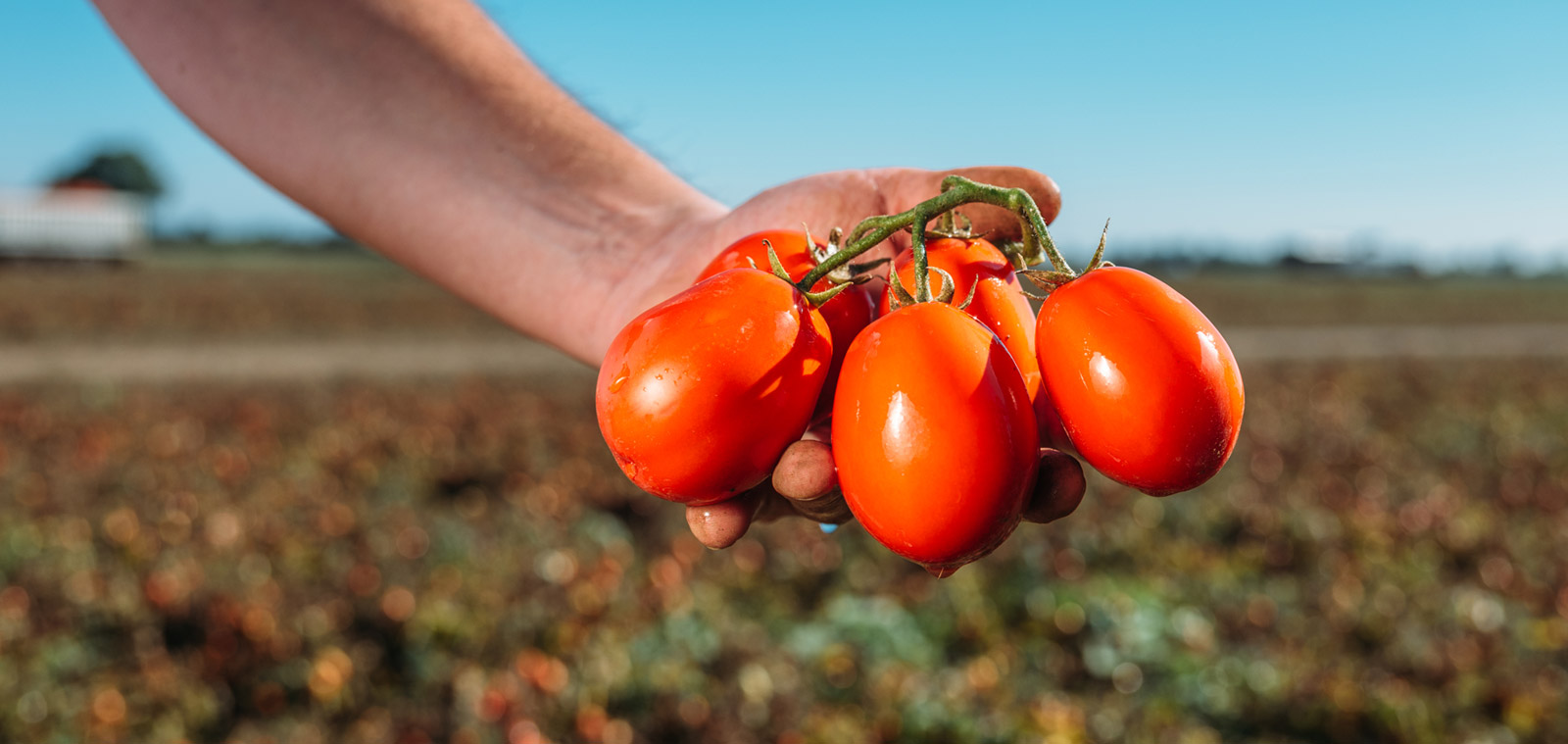 Consorzio Casalasco Del Pomodoro