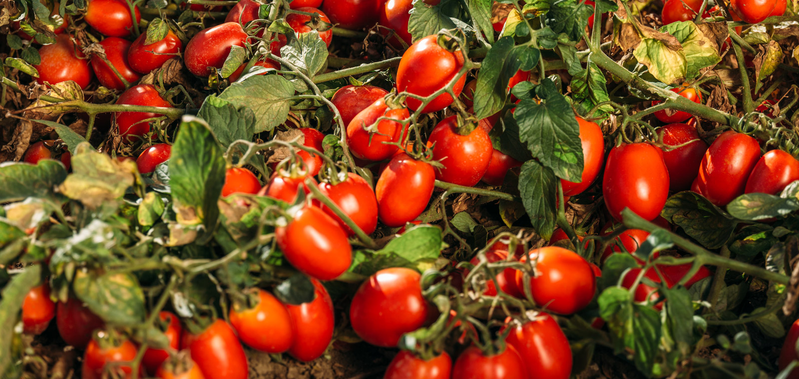 Consorzio Casalasco Del Pomodoro